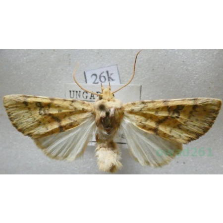 Tiliacea sulphurago (Denis & Schiffermüller, 1775) Hungaria26k